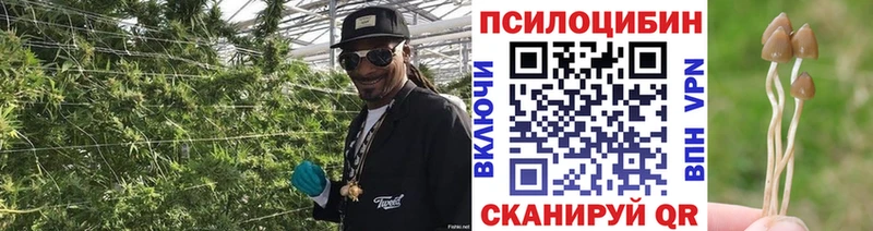 даркнет клад  как найти закладки  Дрезна  Псилоцибиновые грибы Cubensis 